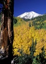 Snowcapped Humphreys Peak above colorful quaking aspen, San Francisco Peaks, Arizona