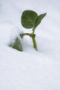 Snowcapped survival vegetable patch starring out the snow in springtime bad cold weather conditions, southern france