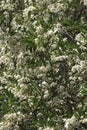 Snowcone japanese snowbell tree in blossom Royalty Free Stock Photo