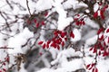 Snowcovered Barberry in Czech village Royalty Free Stock Photo