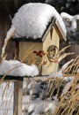 Snowcovered Birdhouse Royalty Free Stock Photo