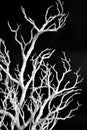 Snowcovered branch white frost decorated black background