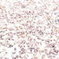 Snowcovered herb Royalty Free Stock Photo