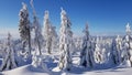 Snowcovered mountain trees