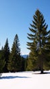 Snowcovered pine forest outdoor winter scene