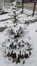 Snowcovered pine tree, Winter scene with coniferous serenity Royalty Free Stock Photo