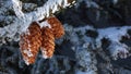 Snowcovered Pinecones Royalty Free Stock Photo
