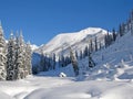 Snowcovered trees in The Bugaboos, a mountain range in the Purcell Mountains, Bugaboo Provincial Park, Britisch Columbia