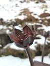 Snowdon Yr Wyddfa gate lever flower in iron