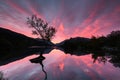 Lone tree sunrise Royalty Free Stock Photo