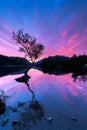 Lone tree sunrise Royalty Free Stock Photo