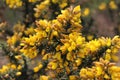 Yellow plants in the spring time