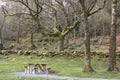 Wooden bench and table in the mountain of Snowdonia