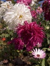 Snowdrift Chrysanthemums