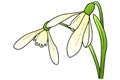 Snowdrop