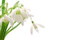 Snowdrop Royalty Free Stock Photo