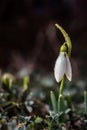 Single Snowdrop rising from the ground Royalty Free Stock Photo