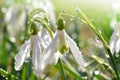 Snowdrop Royalty Free Stock Photo