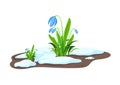 Composition of blue snowdrops, fine grass and melting snow Royalty Free Stock Photo