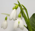 Three snowdrops Royalty Free Stock Photo