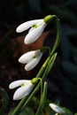 Snowdrop