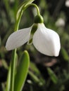 Snowdrop