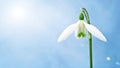 Snowdrop Royalty Free Stock Photo