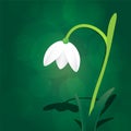 Snowdrop