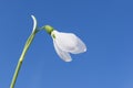 Snowdrop against the blue sky. The first spring flower. The beginning of spring concept. Spring background, copy space Royalty Free Stock Photo