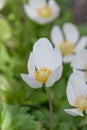 Snowdrop anemone, Anemonoides sylvestris, budding white flower Royalty Free Stock Photo