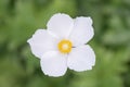 Snowdrop anemone, Anemonoides sylvestris, close-up white flower Royalty Free Stock Photo