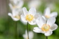 Snowdrop anemone Anemonoides sylvestris, close-up white flowers Royalty Free Stock Photo