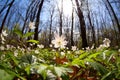 Snowdrop anemone flowers in bright sunshine Royalty Free Stock Photo