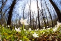 Snowdrop anemone flowers in sunny forest Royalty Free Stock Photo