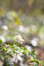 Snowdrop anemone flowers in sunshine Royalty Free Stock Photo
