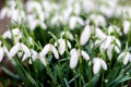 Snowdrop background. Side view. Snowdrop spring flowers in a clearing in the forest. Snowdrop, symbol of spring