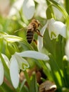 Snowdrop and bee - macro Royalty Free Stock Photo