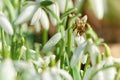 Snowdrop and bee - macro Royalty Free Stock Photo