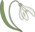 Snowdrop Bloom Botanical Royalty Free Stock Photo