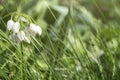 Snowdrop blossoms.White spring flower on a green glade.Snowdrop spring flowers. Fresh green well complementing the white Royalty Free Stock Photo