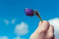 Snowdrop on blue sky background