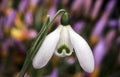 Snowdrop `Brenda Troyle` Royalty Free Stock Photo