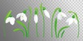 Snowdrop buds flowers and leaves vector Royalty Free Stock Photo