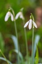 Snowdrop closeup on the meadow