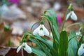 Snowdrop flowers on forest floor Royalty Free Stock Photo