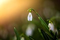 Snowdrop or common snowdrop Galanthus nivalis flower in the forest with warm sunshine at springtime. First flowers of Spring Royalty Free Stock Photo