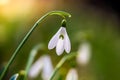 Snowdrop or common snowdrop Galanthus nivalis flower in the forest with warm sunshine at springtime. The first flowers of Spring Royalty Free Stock Photo
