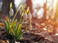 Snowdrop or common snowdrop Galanthus nivalis flowers Royalty Free Stock Photo