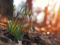 Snowdrop or common snowdrop Galanthus nivalis flowers Royalty Free Stock Photo