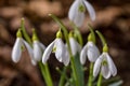 Snowdrop or common snowdrop Galanthus nivalis flowers Royalty Free Stock Photo